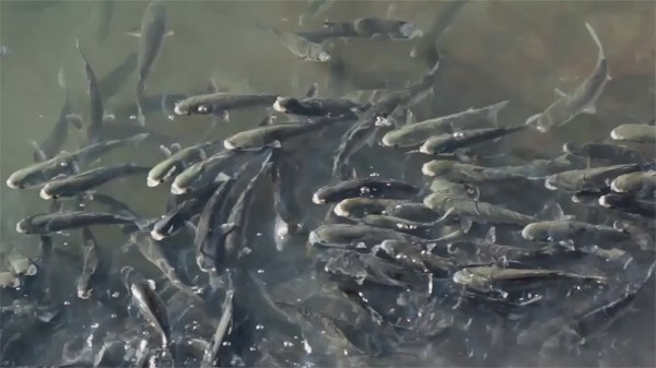 this is nothing_still1_